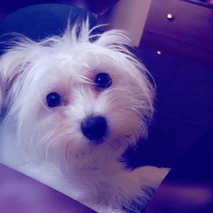 Meet your Posher, Diana